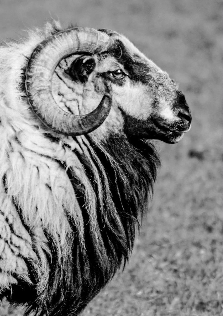 Winter picture of ram in full coat Dolgellau North Wales