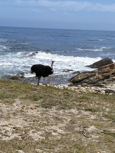 An ostrich at the Cape of Good Hope