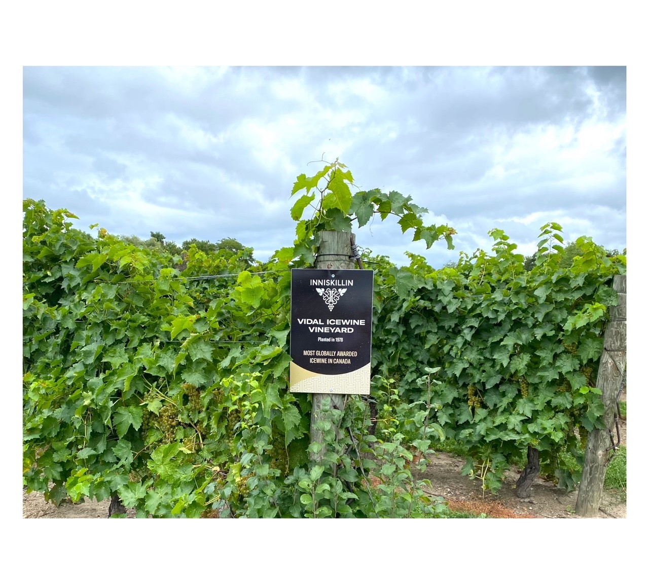 vines, sign, post, clouds, sky