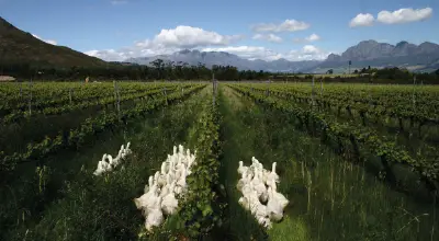 Ducks in the vineyards at Avondale Wines